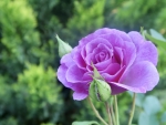 Purple Rose