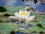 Waterlily