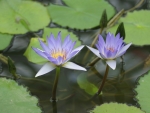 Purple Waterlilies