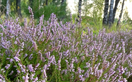 Heather - Latvia, birches, plants, heather