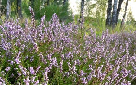 Heather - plants, Latvia, birches, heather