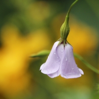 Bell Flowers
