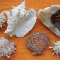 Mollusks Shells from Venezuela