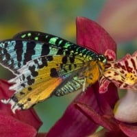 Madagascan Sunset Moth