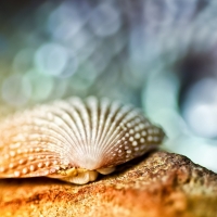 Shell