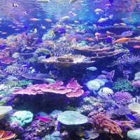 Coral Reef