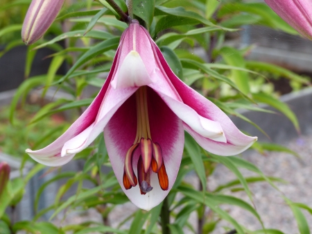 Tree lily