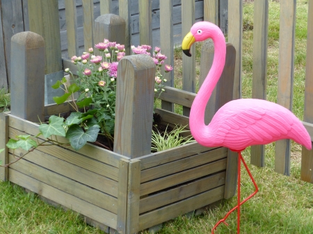 Flamingo