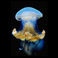 Blue Jellyfish