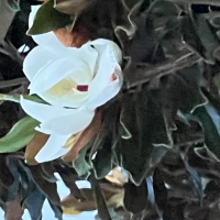 Magnolia