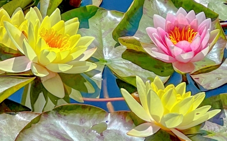 Waterlilies - pink, flowers, waterlilies, yellow