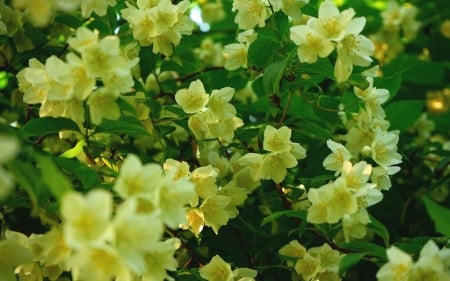 Jasmine - blossoms, jasmine, bush, plant