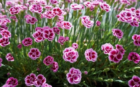 Carnations - plants, carnations, flowers, pink