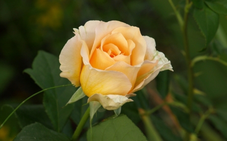 Yellow Rose - macro, rose, yellow, flower