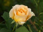 Yellow Rose