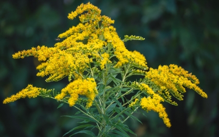 Goldenrod - Flowers & Nature Background Wallpapers on Desktop Nexus