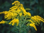 Goldenrod