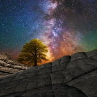 Milky Way over lone tree in Arizona White Pocket area