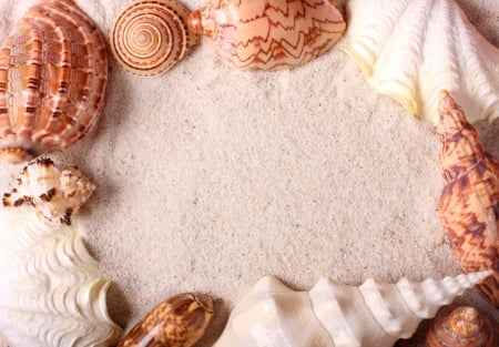 Shells - Shells, malacology, gastropods, mollusks