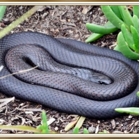 BLACK TIGER SNAKE