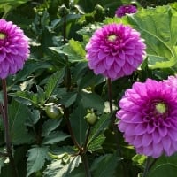 Dahlias