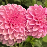 Dahlias