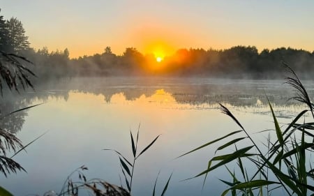 Sunrise over Lake - calm, Latvia, reeds, mist, sunrise, lake