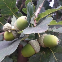 Acorns