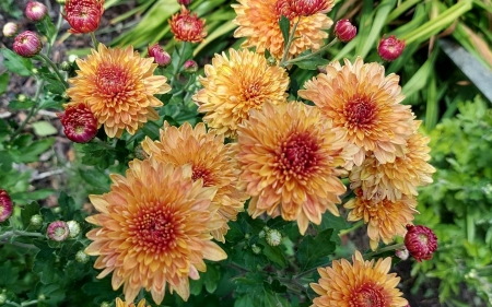 Chrysanthemums