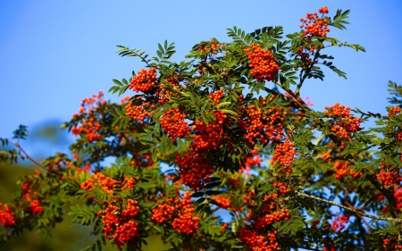 Rowan - berries, Latvia, rowan, sky, tree