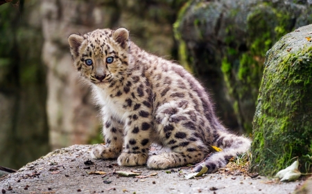 Snow Leopard Cub - cat, leopard, cub, snow, animal