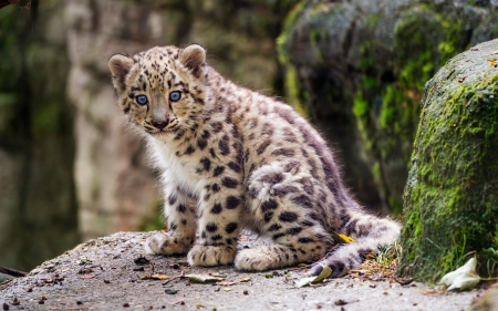 Snow Leopard Cub