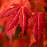 Autumn Maple