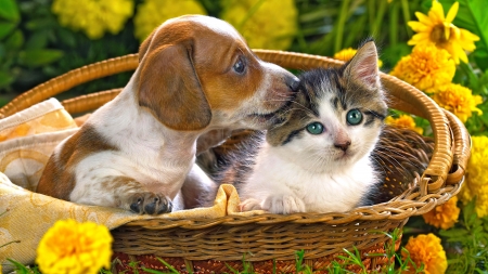 Friends forever - pets, dog, sweet, cat, flowers, basket, fluffy, kitten, cute, adorable, puppy, friends, kitty