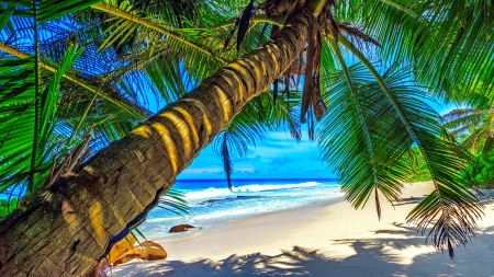 Palm shade - sands, beautiful, beach, ocean, sea, palms, island, shade, paradise, summer, waves