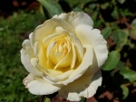 White Rose