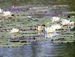 Waterlilies