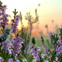 Heather with Caterpillar