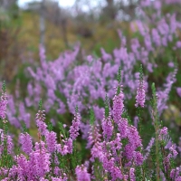 Heather in Swamp