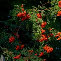 Rowan