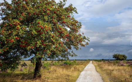 Rowan by Road - rowan, road, tree, fields