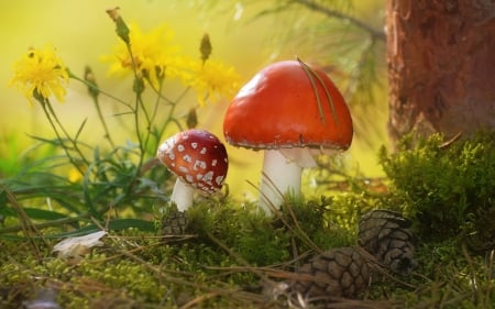 Mushrooms - flowers, pin cones, macro, moss, mushrooms, tree