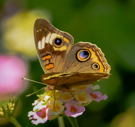 Happy butterfly - pretty, butterflies, charm, photography, flowers, nature, green, cute, background, animals