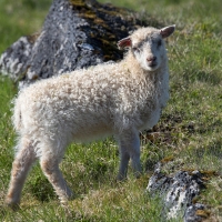 Sheep