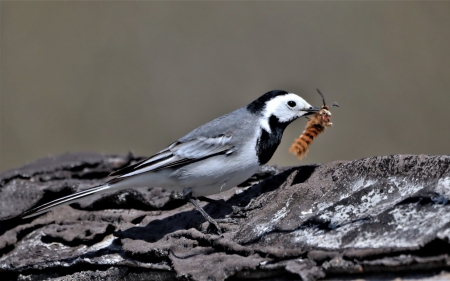 Wagtail - Latvia, bird, insect, wagtail