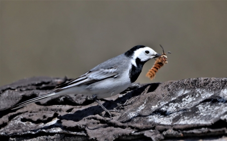 Wagtail - wagtail, bird, Latvia, insect