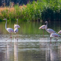 Flamingos