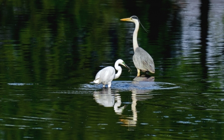 Egret and Heron - reflections, heron, egret, birds, water