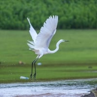 Egret