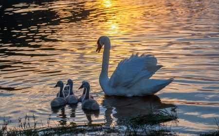 Swan Family - Latvia, swans, sunset, water, family